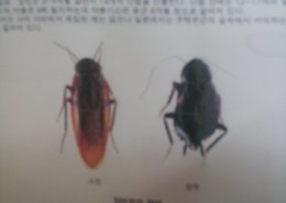 바퀴종류
