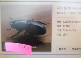 사슴벌레