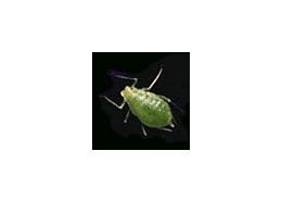 진딧물